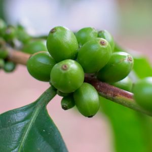 Comentario a las recientes decisiones de la EUIPO protegiendo la denominación de origen “café del cauca”